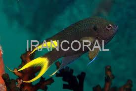 دامسل دم قیچی