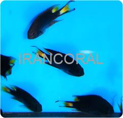 دامسل دم قیچی