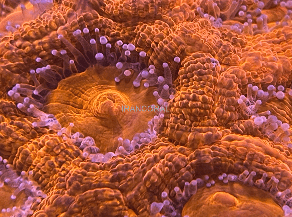 ذره بین و لنز فیلتر فوق العاده جذاب جدید مکس اسپکت