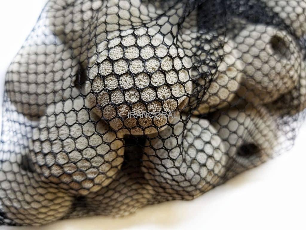 مدیا نانو تک توپی مکس اسپکت