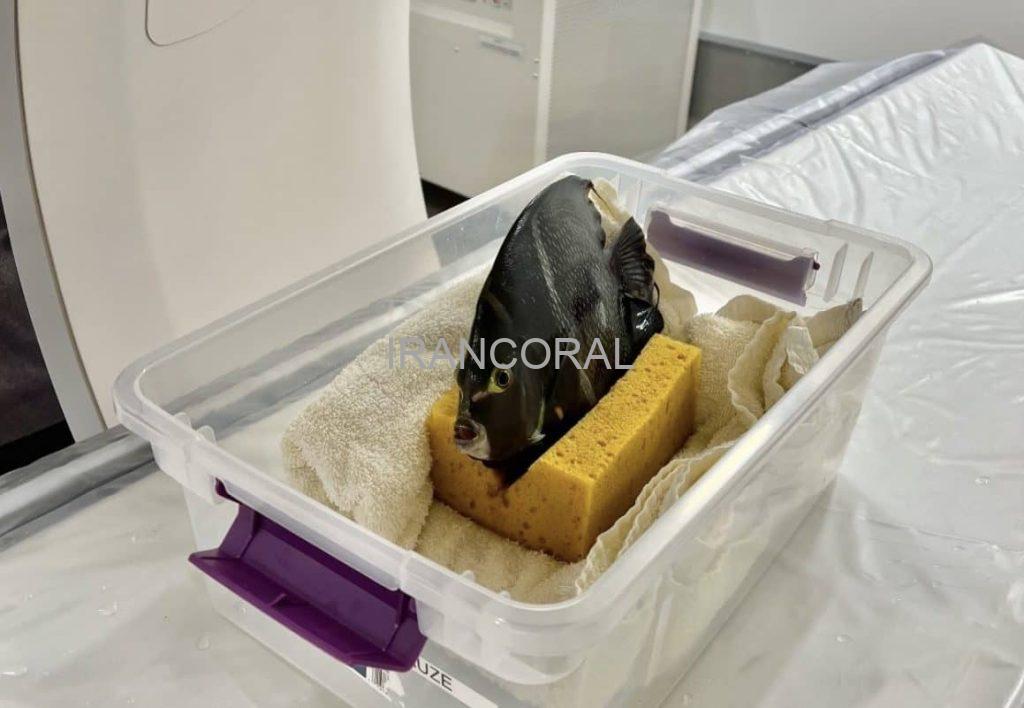 فرشته ماهی فرنچ باغ وحش دنور مورد سی تی اسکن قرار گرفت