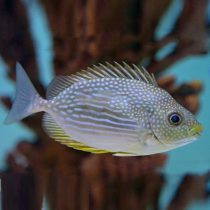 خرگوش ماهی جلبک خوار جاوا