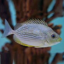 خرگوش ماهی جلبک خوار جاوا