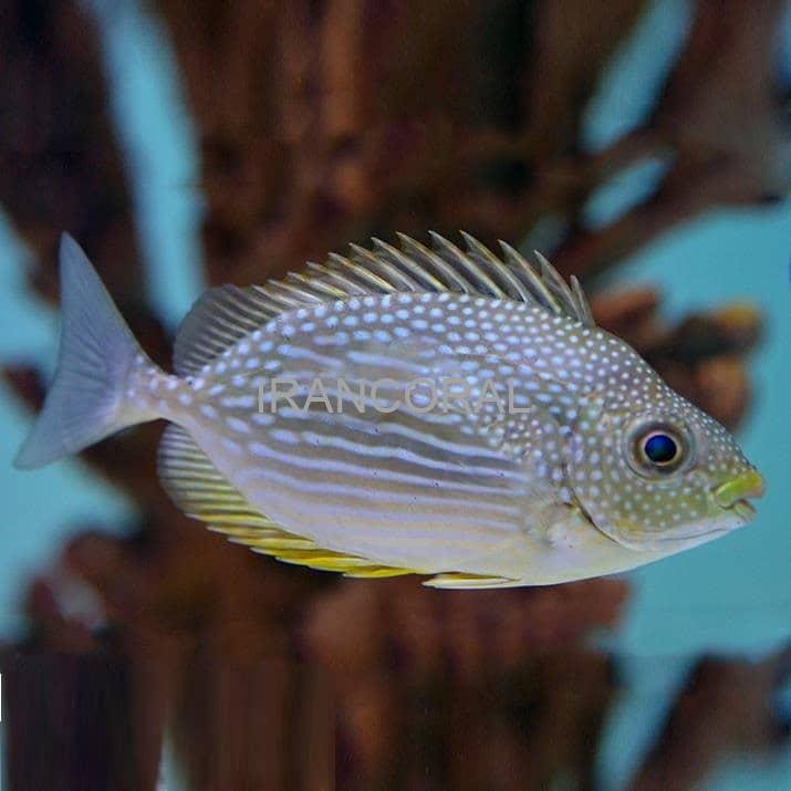 خرگوش ماهی جلبک خوار جاوا