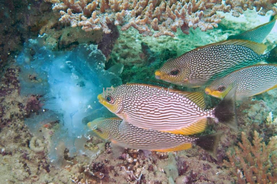 خرگوش ماهی جلبک خوار جاوا