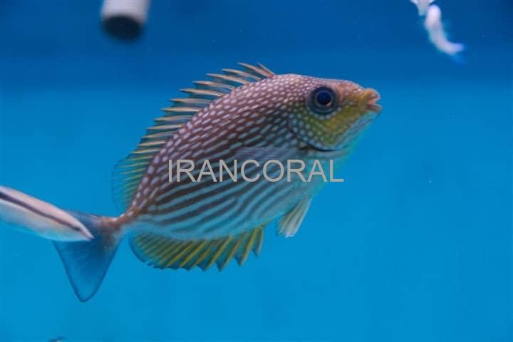 خرگوش ماهی جلبک خوار جاوا