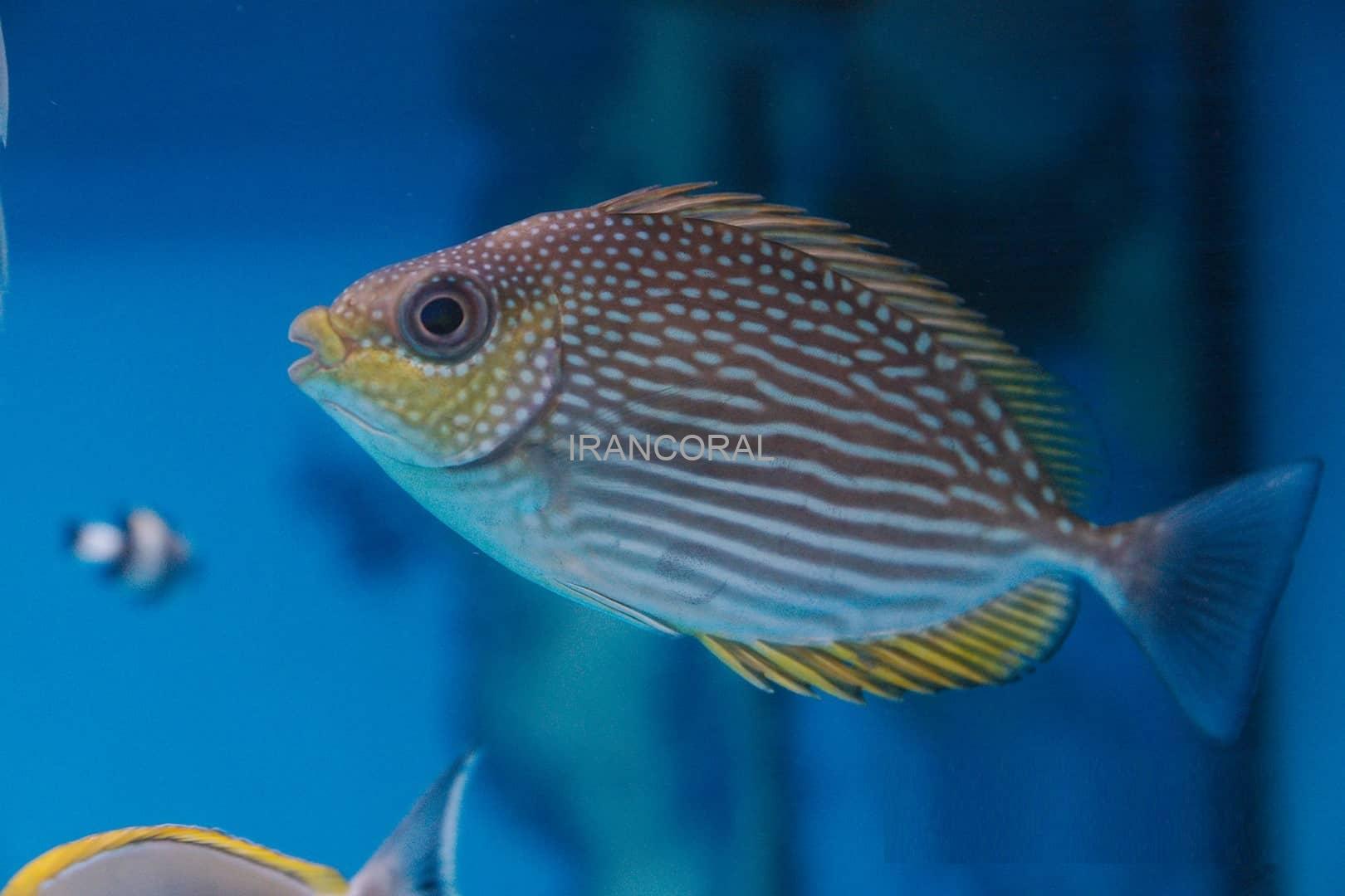 خرگوش ماهی جلبک خوار جاوا