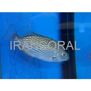 خرگوش ماهی جلبک خوار جاوا