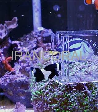 تله ماهی آکواریوم