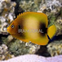 فرشته ماهی گینه