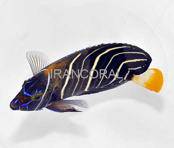 فرشته ماهی دم طلایی