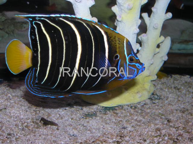 فرشته ماهی دم طلایی