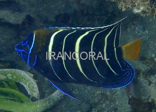 فرشته ماهی دم طلایی