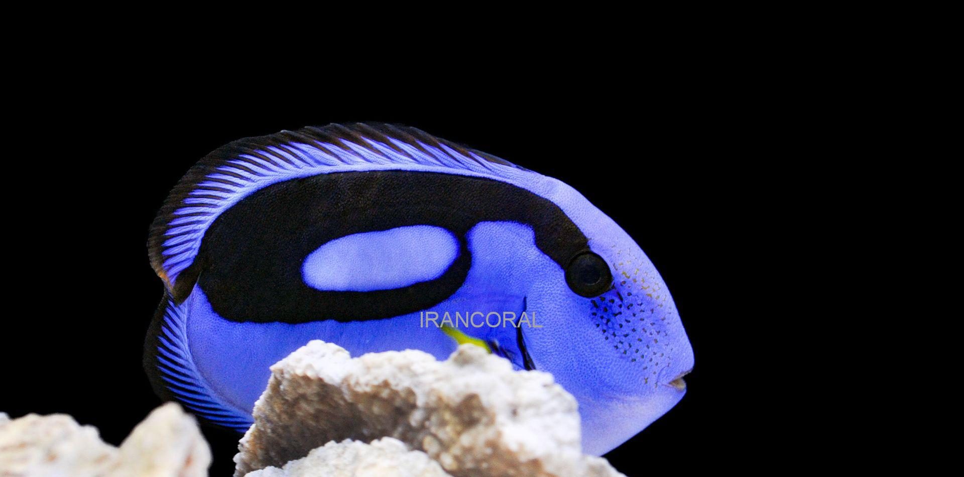 جراح ماهی بلوتانگ بدون دم (کمیاب)