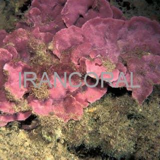 محلول کرولاین بوستر 24 شات