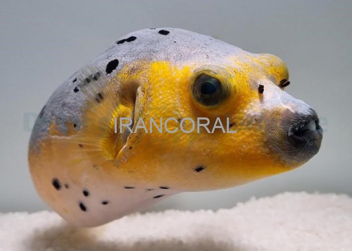 پافرماهی آرترون صورت سگی بایکالر