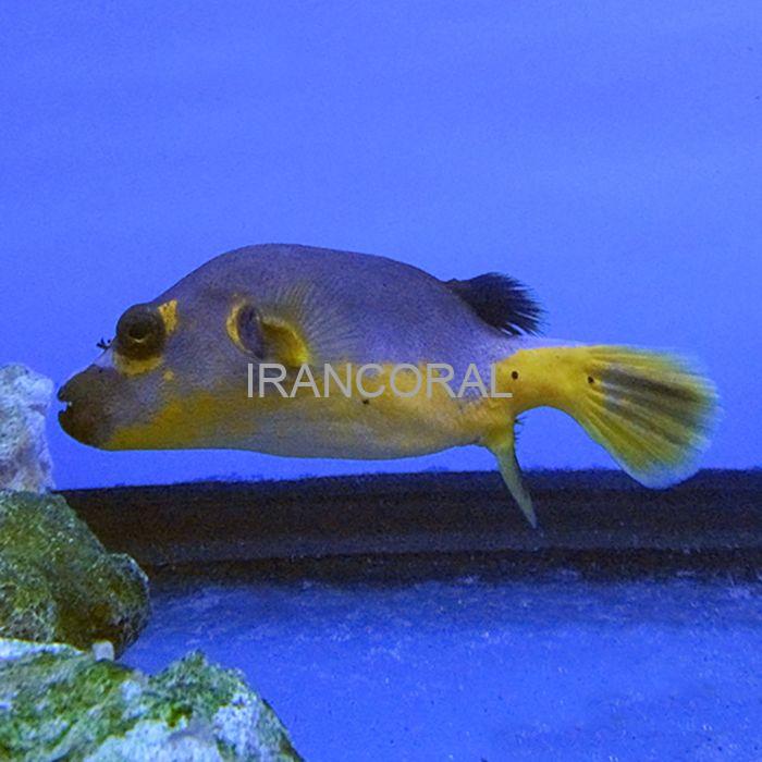 پافرماهی آرترون صورت سگی بایکالر