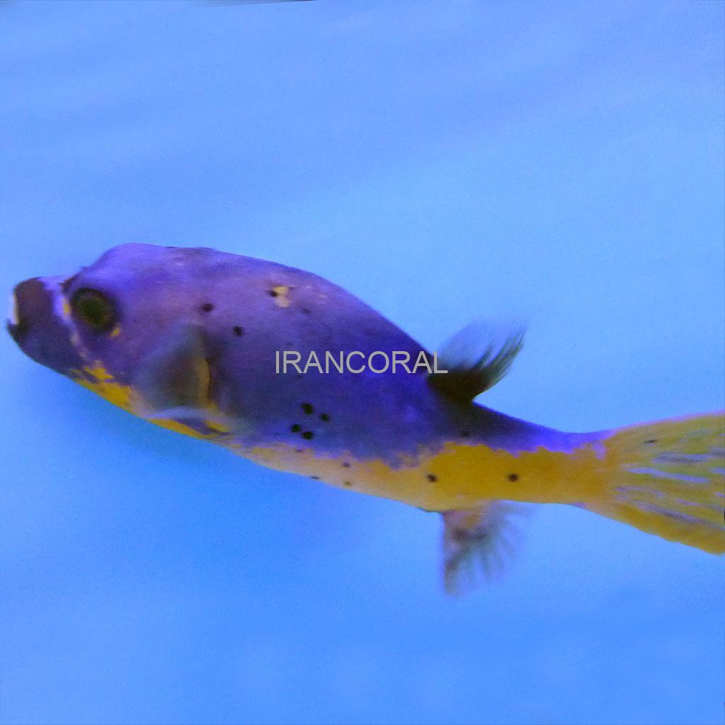 پافرماهی آرترون صورت سگی بایکالر