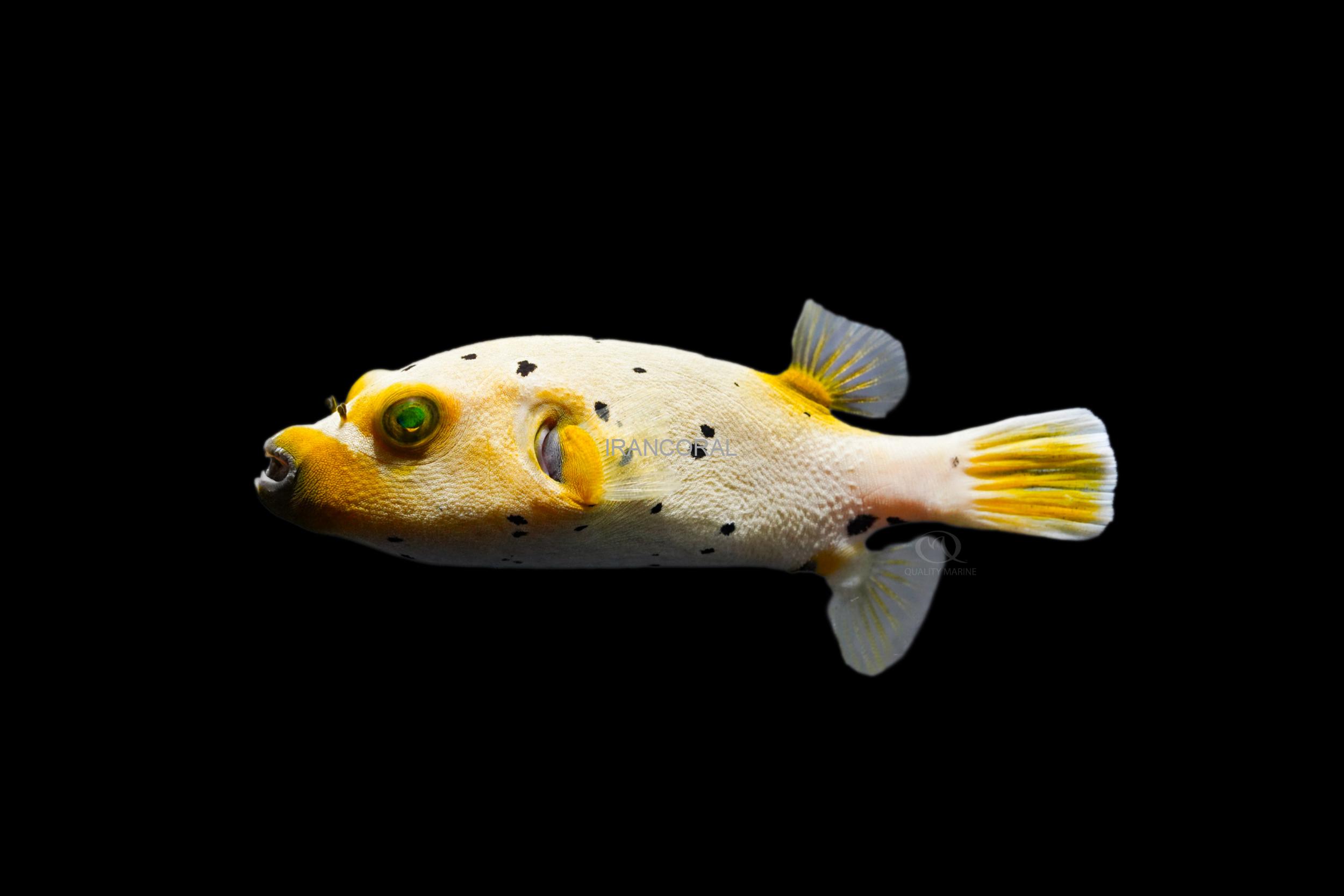 پافرماهی آرترون صورت سگی بایکالر