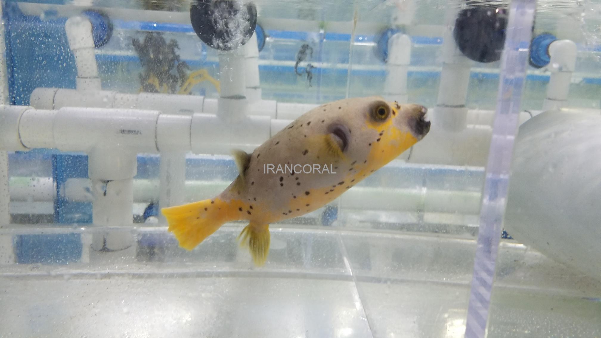 پافرماهی آرترون صورت سگی بایکالر