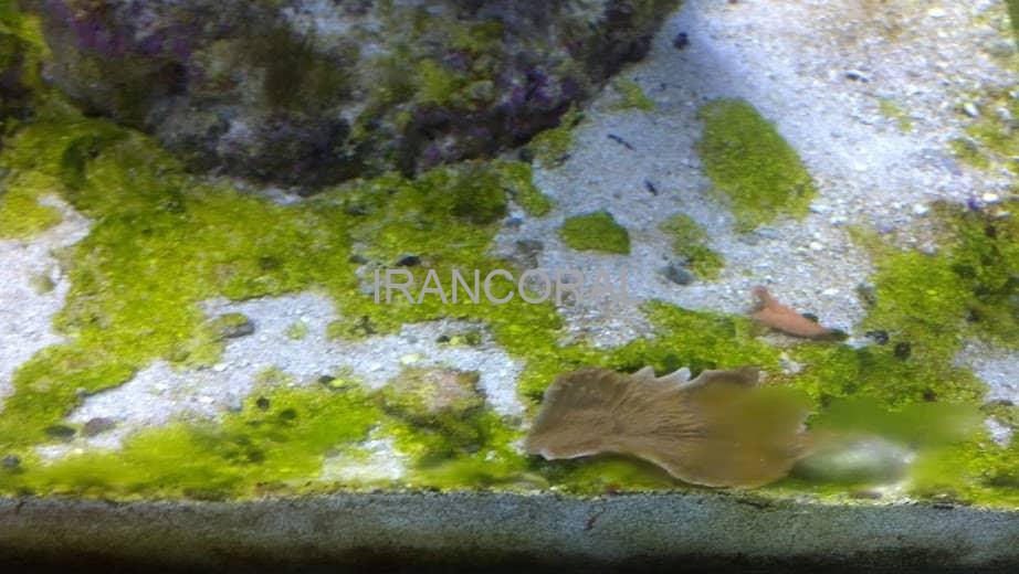 داروی گرین سیانو آر ایکس