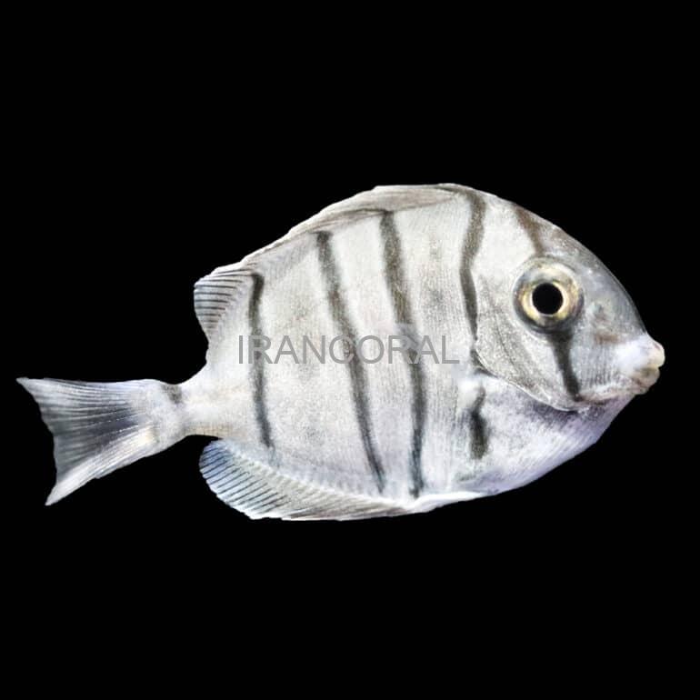 تکثیر جراح ماهی زندانی توسط بیوتا